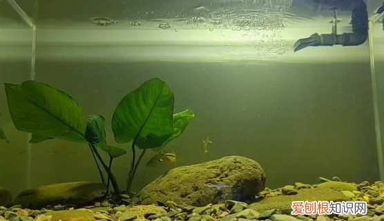 鱼缸雾蒙蒙的水怎么办