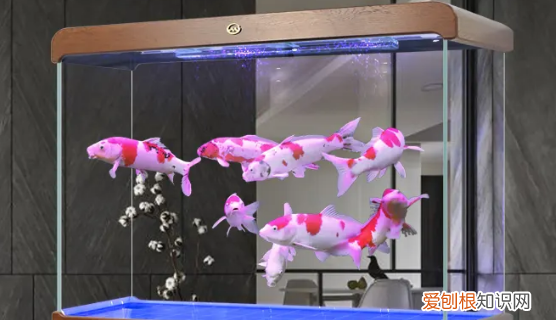 鱼缸雾蒙蒙的水怎么办