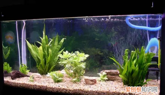 鱼缸雾蒙蒙的水怎么办