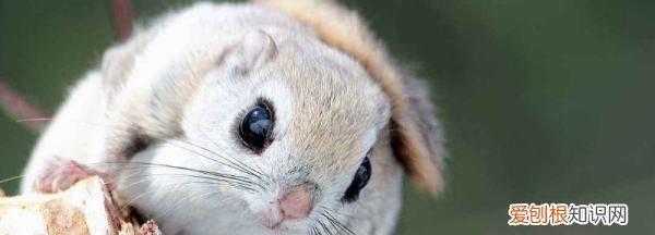 大眼飞鼠吃什么食物,大眼飞鼠如何辨别公母