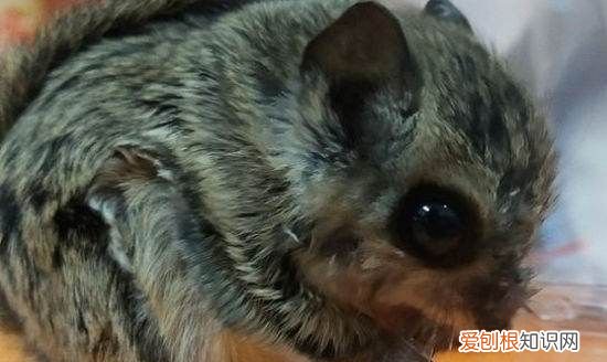 大眼飞鼠吃什么食物,大眼飞鼠如何辨别公母