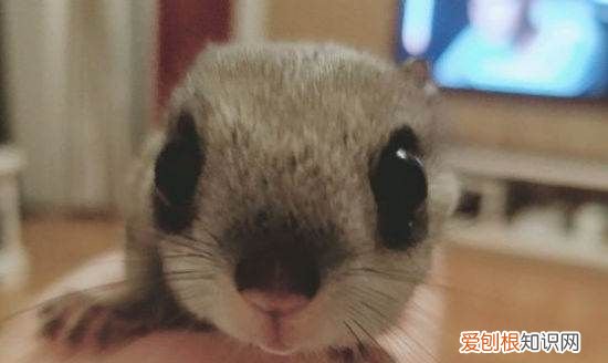 大眼飞鼠吃什么食物,大眼飞鼠如何辨别公母