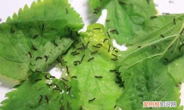 蚕变黑了是怎么回事,蚕全身发黑是怎么回事儿