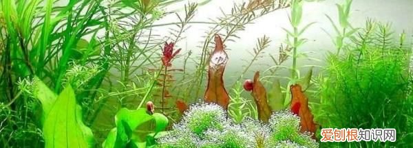 鱼缸长绿苔是什么原因,鱼缸长绿色青苔是什么原因