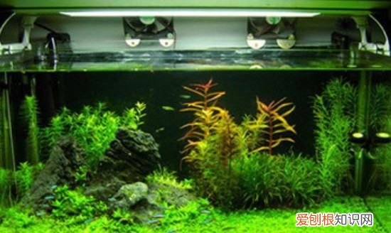 鱼缸长绿苔是什么原因，鱼缸长绿色青苔是什么原因