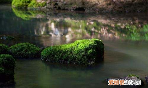鱼缸长绿苔是什么原因,鱼缸长绿色青苔是什么原因
