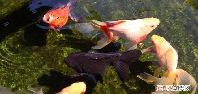 为什么不能养一条鱼，为什么说养鱼不养单?