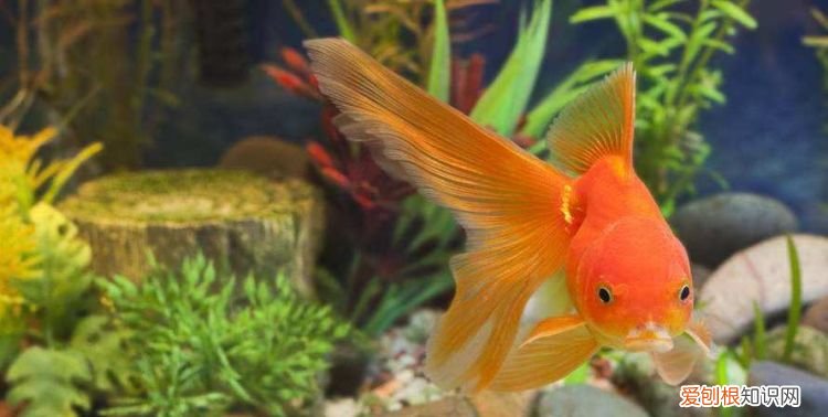 鱼可以几天不喂食,金鱼可以几天不喂食