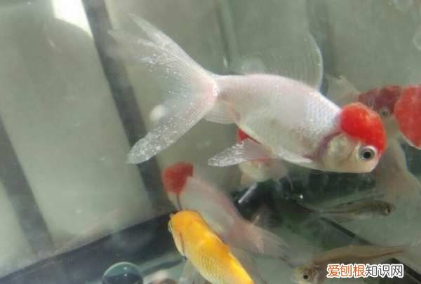 鱼缸小瓜虫哪里来的，鱼缸里有小瓜虫需要重新养水吗