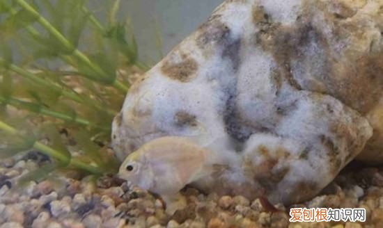 为什么鱼身上有粘液,鱼身上有白色霜是怎么回事