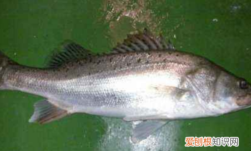 为什么鱼身上有粘液，鱼身上有白色霜是怎么回事
