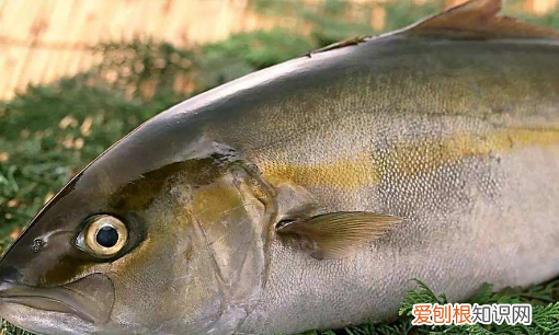 为什么鱼身上有粘液,鱼身上有白色霜是怎么回事