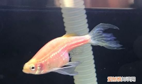 为什么鱼身上有粘液,鱼身上有白色霜是怎么回事