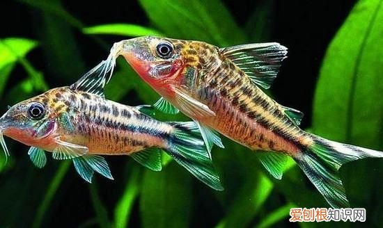 为什么鱼身上有粘液，鱼身上有白色霜是怎么回事