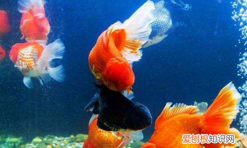 为什么鱼身上有粘液，鱼身上有白色霜是怎么回事