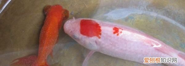 为什么鱼身上有粘液,鱼身上有白色霜是怎么回事