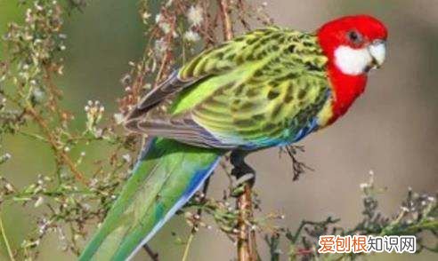 鹦鹉洗澡温度是多少，鹦鹉洗澡水的温度是多少