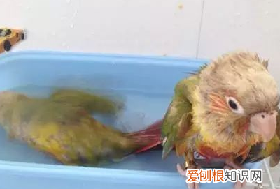 鹦鹉洗澡温度是多少，鹦鹉洗澡水的温度是多少