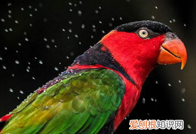 鹦鹉洗澡温度是多少，鹦鹉洗澡水的温度是多少