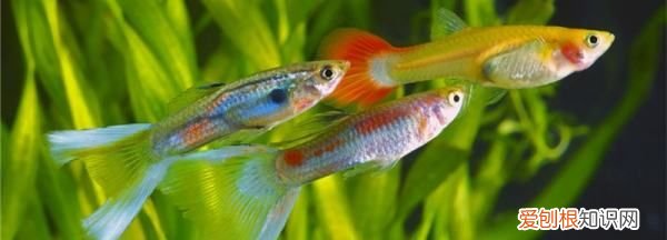 鱼苗吃什么,鱼吃什么长得比较快