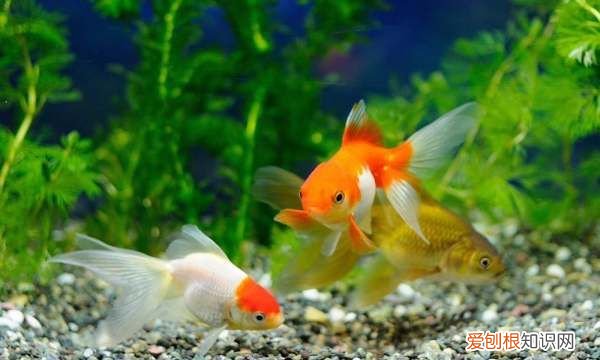 没有饲料金鱼吃什么食物，鱼在没有鱼食的情况下吃什么