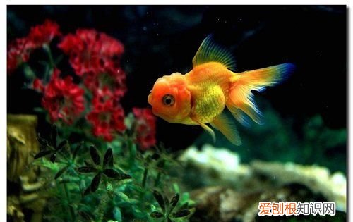 没有饲料金鱼吃什么食物,鱼在没有鱼食的情况下吃什么