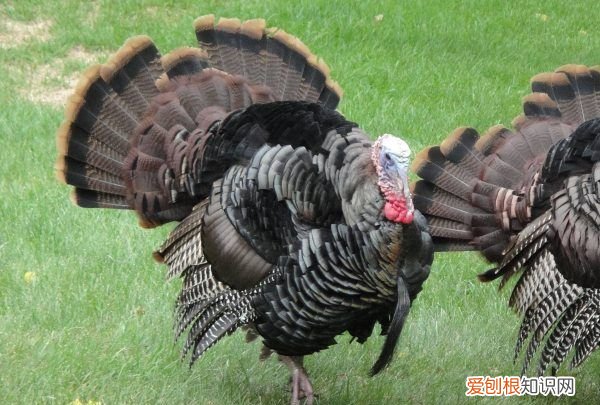 火鸡可以散养,火鸡它本身是很有营养价值和药用价值