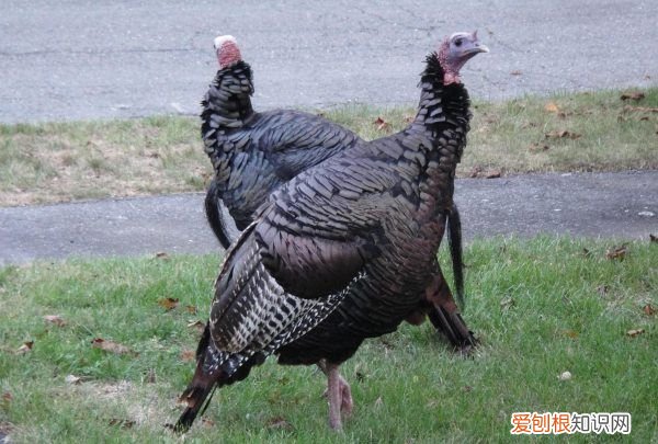 火鸡可以散养,火鸡它本身是很有营养价值和药用价值