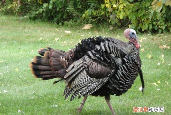 火鸡可以散养，火鸡它本身是很有营养价值和药用价值