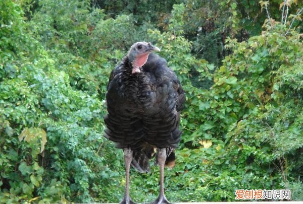 火鸡可以散养,火鸡它本身是很有营养价值和药用价值