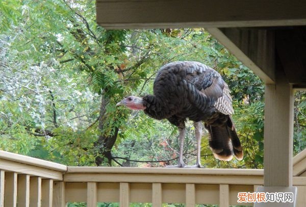 火鸡可以散养,火鸡它本身是很有营养价值和药用价值