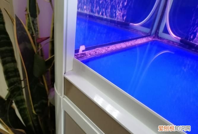 鱼缸水混沌是怎么回事,鱼缸水发白是什么原因呢,如何快速解决?