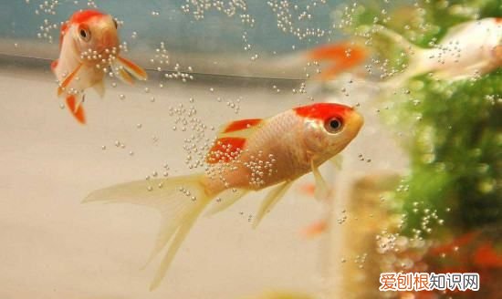 鱼缸温度计破了有毒，鱼缸温度计不准了是探头坏了吗