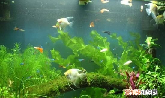 鱼缸温度计破了有毒,鱼缸温度计不准了是探头坏了吗