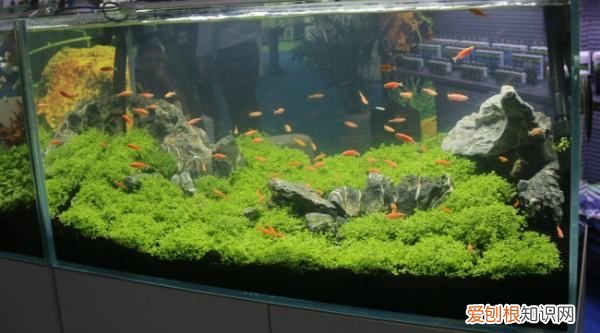 鱼缸温度计破了有毒,鱼缸温度计不准了是探头坏了吗