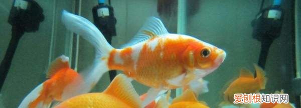 鱼缸温度计破了有毒,鱼缸温度计不准了是探头坏了吗