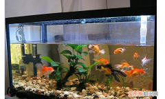 鱼缸水太肥怎么办，鱼缸里的水为什么突然变浑浊