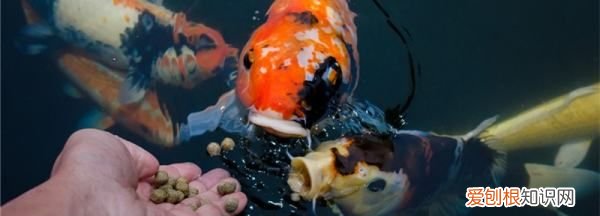 鱼缸水太肥怎么办,鱼缸里的水为什么突然变浑浊