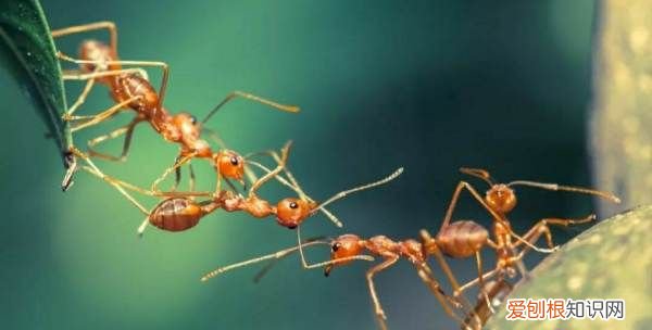 词语一损俱损,与荣俱荣与损俱损是什么意思