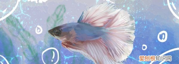 鱼缸气泡难散怎么办,鱼缸里的气泡怎么消除