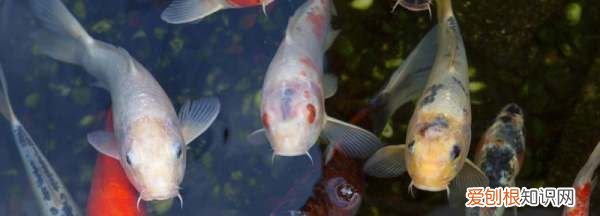 鱼身上长白毛了什么原因,鱼身上长白毛什么原因造成的