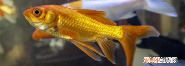 鱼身上长白毛了什么原因,鱼身上长白毛什么原因造成的