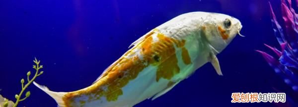 鱼缸油膜怎么产生的,为什么鱼缸水面上总漂一层油状物呢