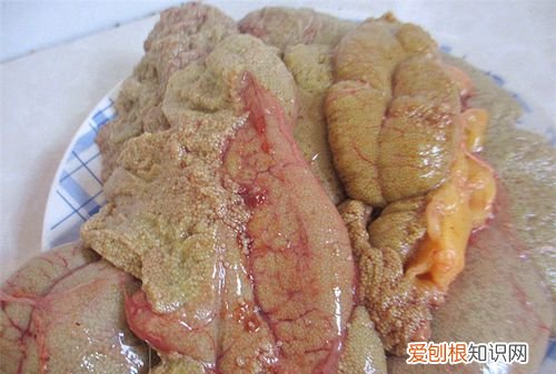 鱼卵能存活多久,鱼籽在离开水的条件下最长可以活多长时间