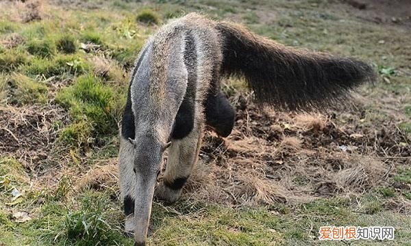 食蚁兽怎么吃东西,哪个动物园有食蚁兽