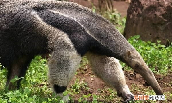 食蚁兽怎么吃东西,哪个动物园有食蚁兽