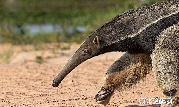 食蚁兽怎么吃东西,哪个动物园有食蚁兽