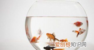 鱼拉白便一定是肠炎，孔雀鱼拖白便是什么原因