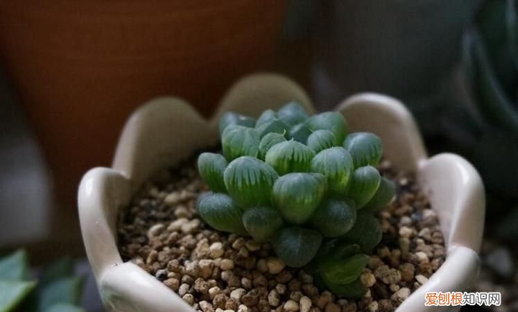 玉露能晒太阳,哪些多肉植物不能晒太阳呢