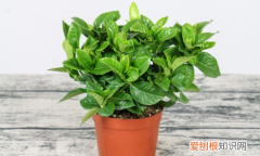 栀子花能插活，栀子花可以扦插吗